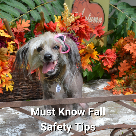 10 MustKnow Fall Pet Safety Tips PetHub
